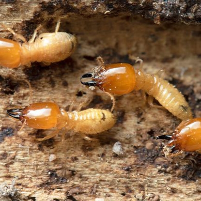 Termites   Photo